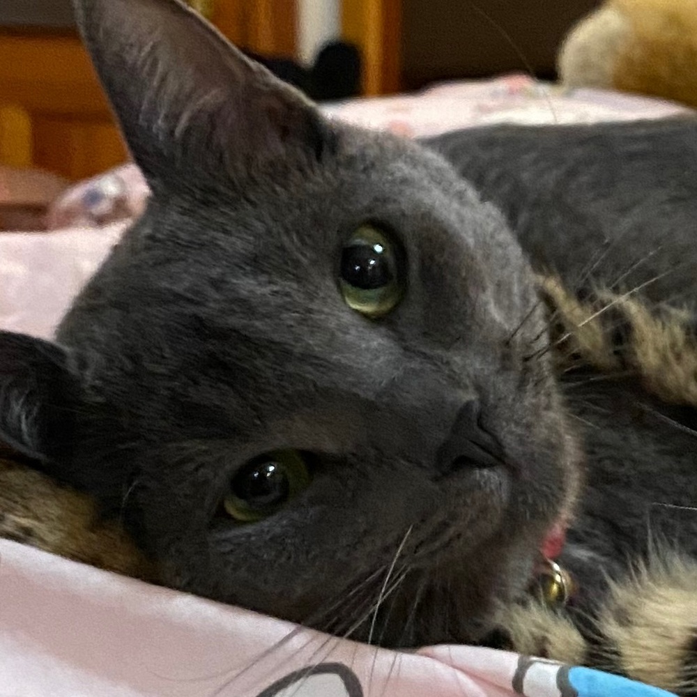 Meet your Posher, Julia